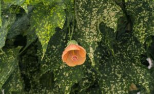 Lire la suite à propos de l’article Réussir la culture de l&rsquo;abutilon panaché chez soi