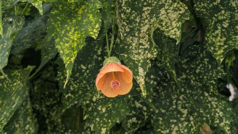 une fleur et des feuilles d'abutilon panaché