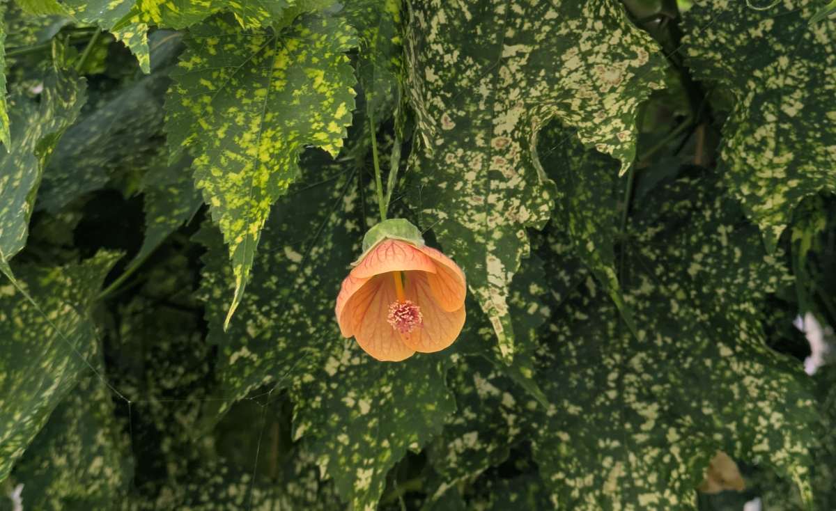 You are currently viewing Réussir la culture de l&rsquo;abutilon panaché chez soi