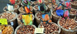 Lire la suite à propos de l’article Bulbes d&rsquo;automne : guide pour une floraison réussie