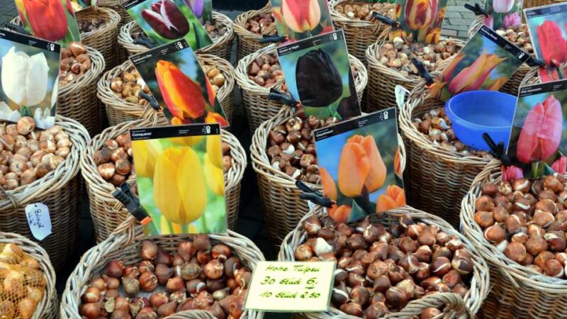des bulbes sur un marché en automne