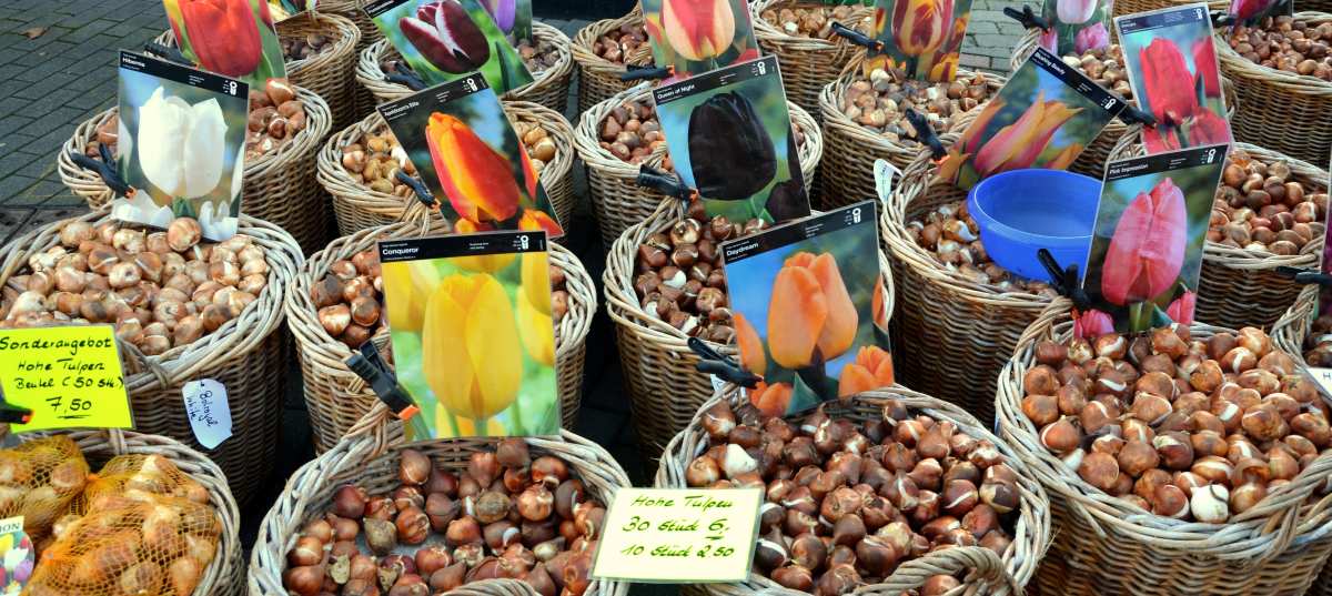 You are currently viewing Bulbes d&rsquo;automne : guide pour une floraison réussie
