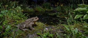 Lire la suite à propos de l’article La vie nocturne au jardin : les visiteurs nocturnes