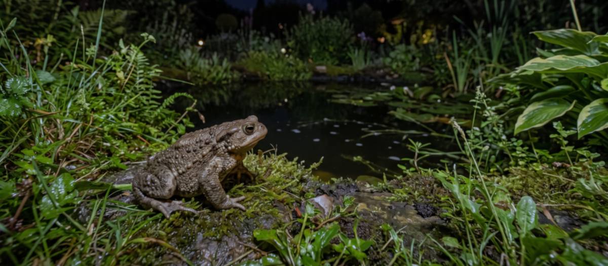 You are currently viewing La vie nocturne au jardin : les visiteurs nocturnes