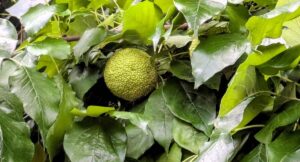 Lire la suite à propos de l’article Oranger des osages : tout savoir sur cet arbre surprenant