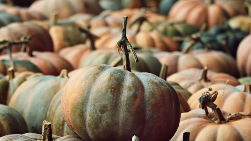 un tas de courges