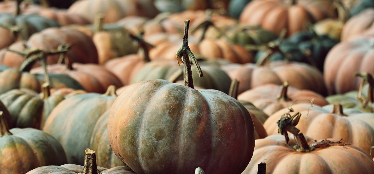 You are currently viewing Conserver les courges : le guide pour les garder tout l&rsquo;hiver