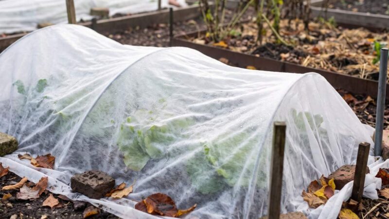 une voile d'hivernage dans un jardin potager en automne